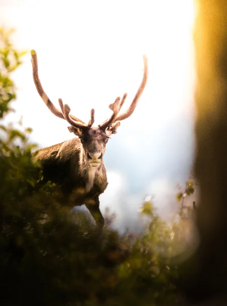 Hirsch im Gegenlicht am Waldrand